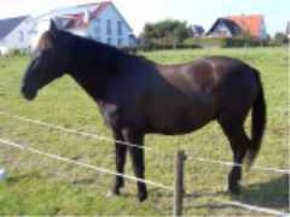 Rappwallach, 5jahr. , geritten