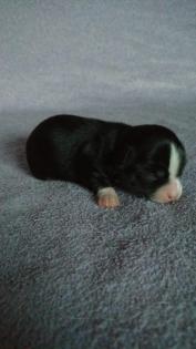 Chihuahua Welpen