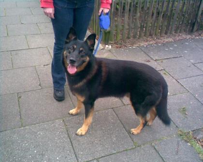 DSH-Collie-Mix 5-Jahre sucht neues Zuhause