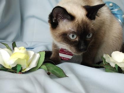 Suche Deckkater für 2021 Siam Typ Thai