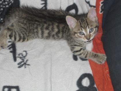 10. Wochen junge Katzenweibchen suchen ein zuhause
