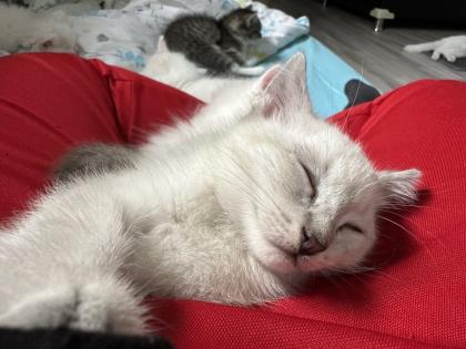 Türkische Angora Kitten suchen liebevolles Zuhause
