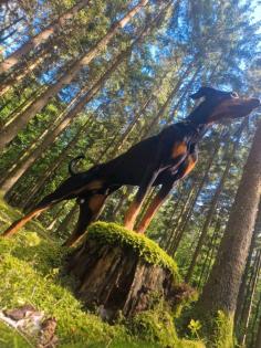 Dobermann rüde 3, 5 jahre unkastriert
