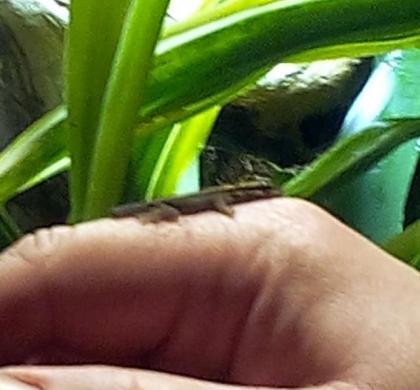 ZwergTaggeckos - Lygodactylus Kimhowelli Zwergstreifengeckos abzugeben.