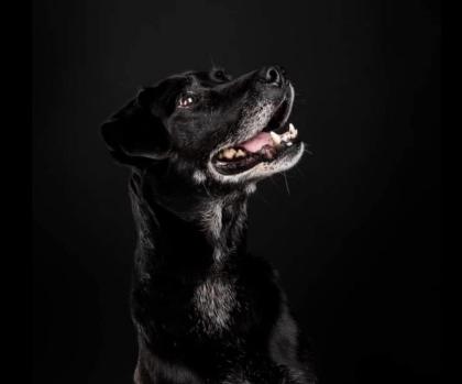 Blacky ist ein sehr braver, freundlicher und hübscher Hundebub