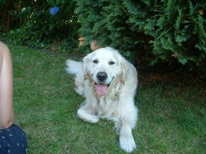 Suchen goldi hündin oder labrador hündin