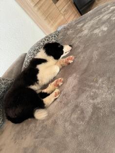 Australian Shepherd 5 Monate alt zu verkaufen