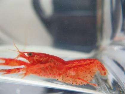 CPO Jungtiere orange Zwergkrebse