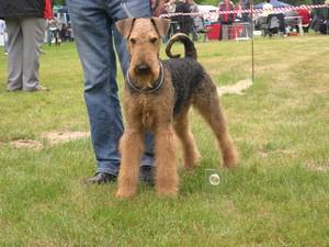 Airedale Terrier Welpen VDH/KfT mit Ahnentafel