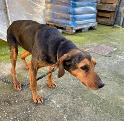 Rani sucht Vertrauen in ihrem Zuhause