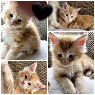 Zuckersüße Maine Coon Halle Saale Kitten Kätzchen Kater rot