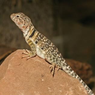 Halsbandleguan mit terrarium