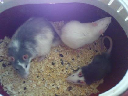 Ratten, sehr süß lieb