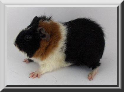 Meerschweinchen Weibchen