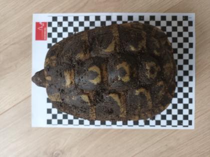 Griechische Landschildkröten abzugeben