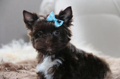 Yorkshire Terrier mit Papiere in schoko Farbe