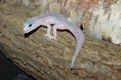 Leopardgecko Weibchen aus 2022