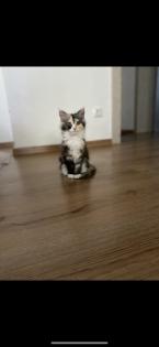 Wunderschönes Maine Coon kitten