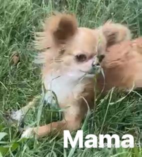 Süße Chihuahua Welpen