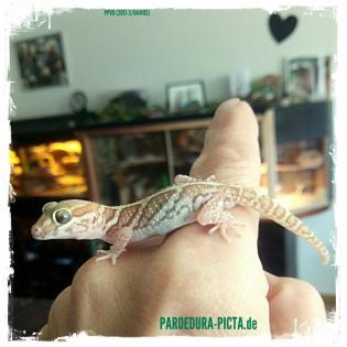 Echsen / Geckos Paroedura picta