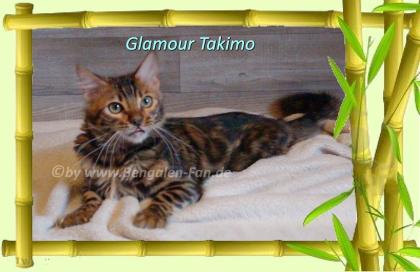 Cahsmere Bengal Kater sehr lieb pfiffig Evtl. sogar mit Zuchtfreigabe