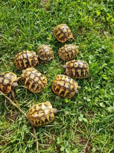 Griechische Landschildkrötenbabys