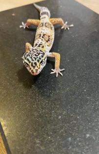 Leopardengeckos aus Hobbynachzucht 2022