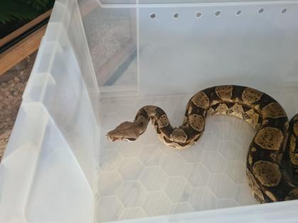 Boa Constrictor Imperator 180cm männlich inkl. Terrarium abzugeben