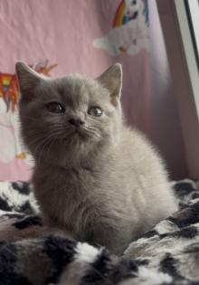 Britisch kurzhaar Katzen