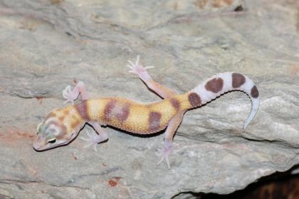 Leopardgecko Super Giant 0. 1
