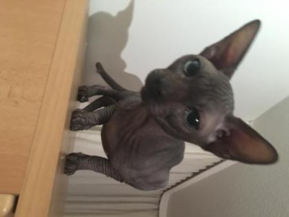 Kanadishe sphynx kitten