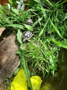 Landschildkröten Testudo Marginata Breitrandschildkröten NZ 2021