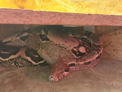 Verkaufe Boa Imperator Männchen Terrarium
