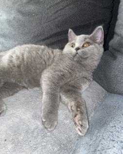 Verkaufe meine süße katze
