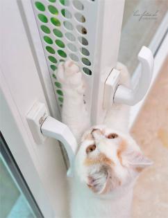 Kippfensterschutz für Katzen von austmetall, OHNE BOHREN UND OHNE KLEBEN
