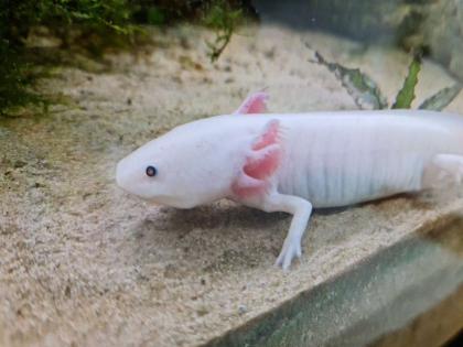 7 Axolotl abzugeben wildling copper weisling