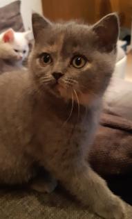 Bkh Kitten, Katzenbabys, weiß, blue, blue tortie