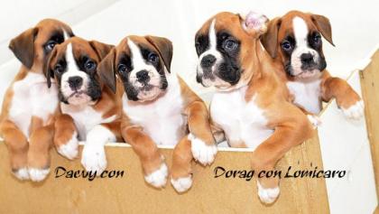 Boxer - welpen