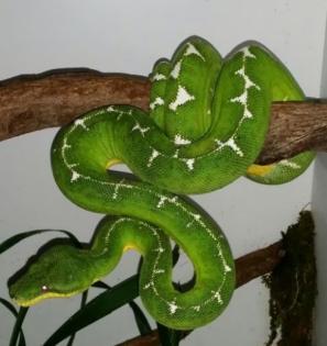 1. 0 Corallus batesii