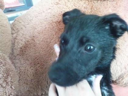 Süsser Jackrusselmischling schwarz zu verschenken