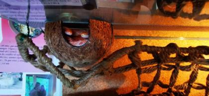 Terrarium junge Kornattern mit Innenausstattung