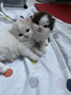Süße BKH BLH Kitten mit Stammbaum