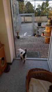 Katzenpension Eisenlauer