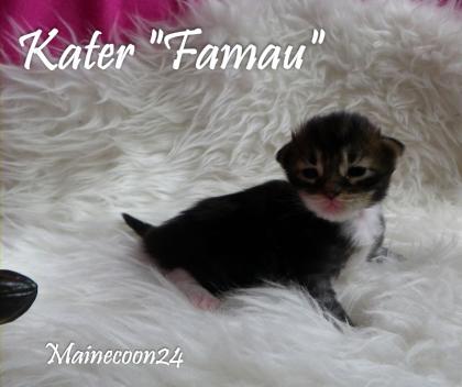 Maine Coon Kitten in verschiedenen Farben suchen DICH