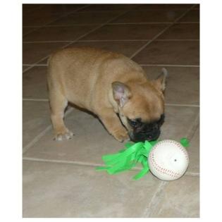 Süße Französische Bulldoggen Welpen Fawn