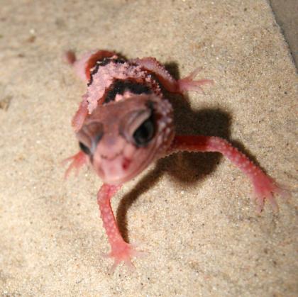 1. 0 Nephrurus cinctus, CB 2023, Rauer Knopfschwanzgecko