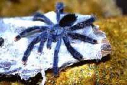 SPIDERLINGE