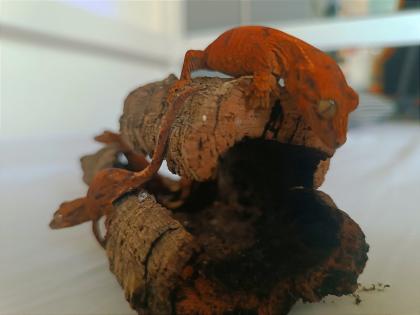 Gecko Hybrid Chahoua x Crested