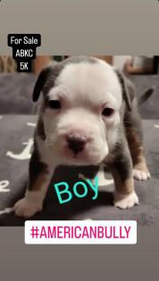 American Bully Pocket