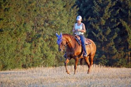 Quaterhorse